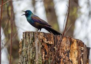 Common Grackle 01