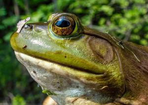 American Bullfrog 01