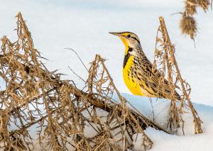 Eastern Meadowlark 01