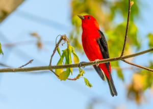 Scarlet Tanager 03