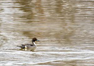 Northern Pintail 03