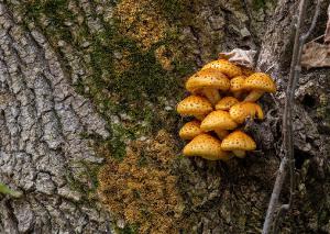 Golden Pholiota 01