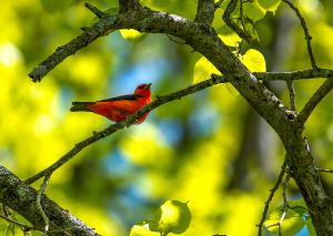 Scarlet Tanager 03