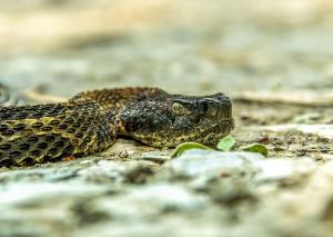 Timber Rattlesnake 01