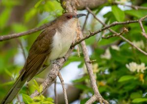 Black Billed Cuckoo 04