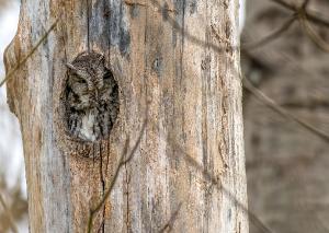 Eastern Screech Owl 14