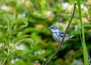 Cerulean Warbler 02