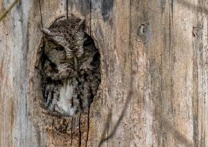 Eastern Screech Owl 13