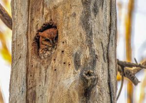 Eastern Screech Owl 16