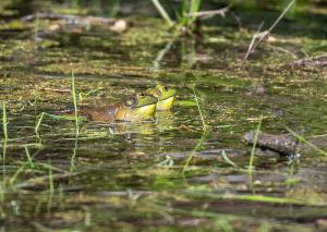 American Bullfrog 05