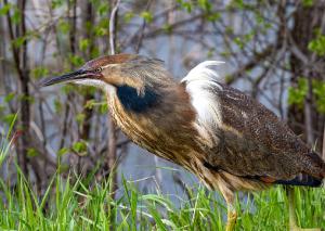 American Bittern 05