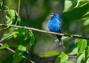 Indigo Bunting 01