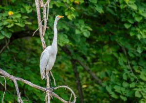 Great Egret 02