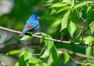 Indigo Bunting 03