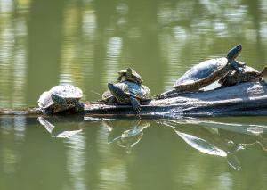 Northern Map Turtle 09