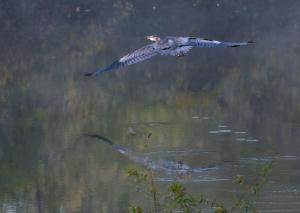 Great Blue Heron 01