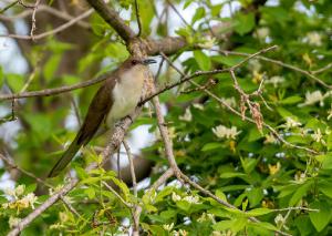 Black Billed Cuckoo 02