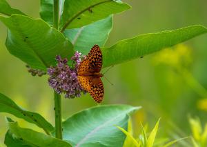 Great Spangled Fritillary 01