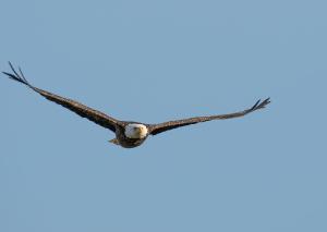 Bald Eagle 13