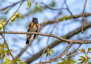 American Redstart 01