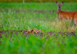 White tailed Deer 03