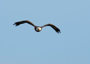 Bald Eagle 14