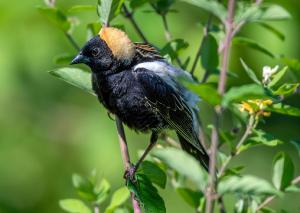 Bobolink 03