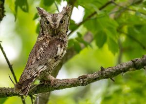 Eastern Screech Owl 06