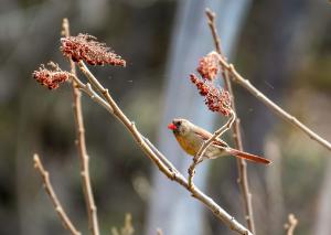 Northern Cardinal 01