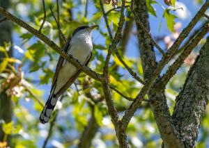 Yellow billed Cuckoo 01