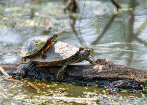 Painted Turtle & Map Turtle Stacker