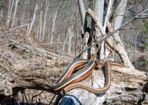 Eastern Ribbon Snake 02