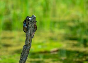 Common Musk Turtle 05