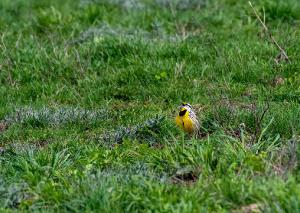 Eastern Meadowlark 02