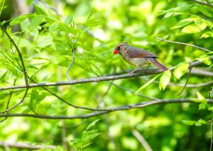 Northern Cardinal 02