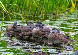 Wood Duck 06