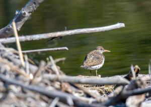 Spotted Sandpiper 01