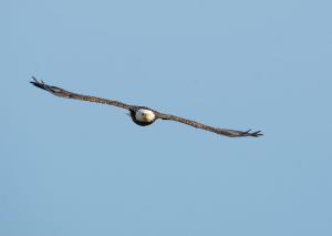 Bald Eagle 15