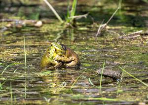 American Bullfrog 04