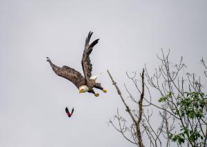 Bald Eagle 07