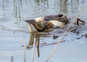 American Bittern 03