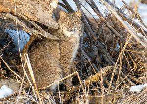 Bobcat 05