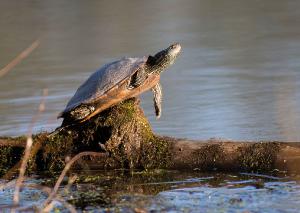 Northern Map Turtle 01