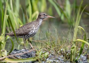 Spotted Sandpiper 03