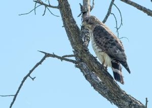 Broad winged Hawk 01