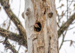Pileated Woodpecker 05