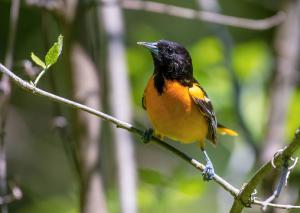 Baltimore Oriole 02