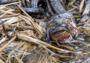 Common Watersnake 04