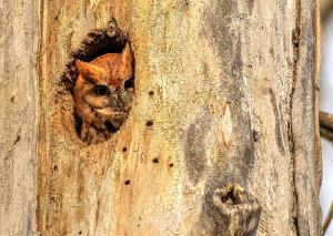 Eastern Screech Owl 16