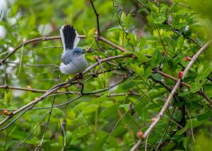 Blue gray Gnatcatcher 01